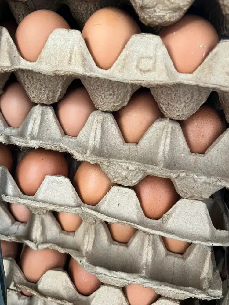 Jual Telur Ayam Grosir dan Eceran