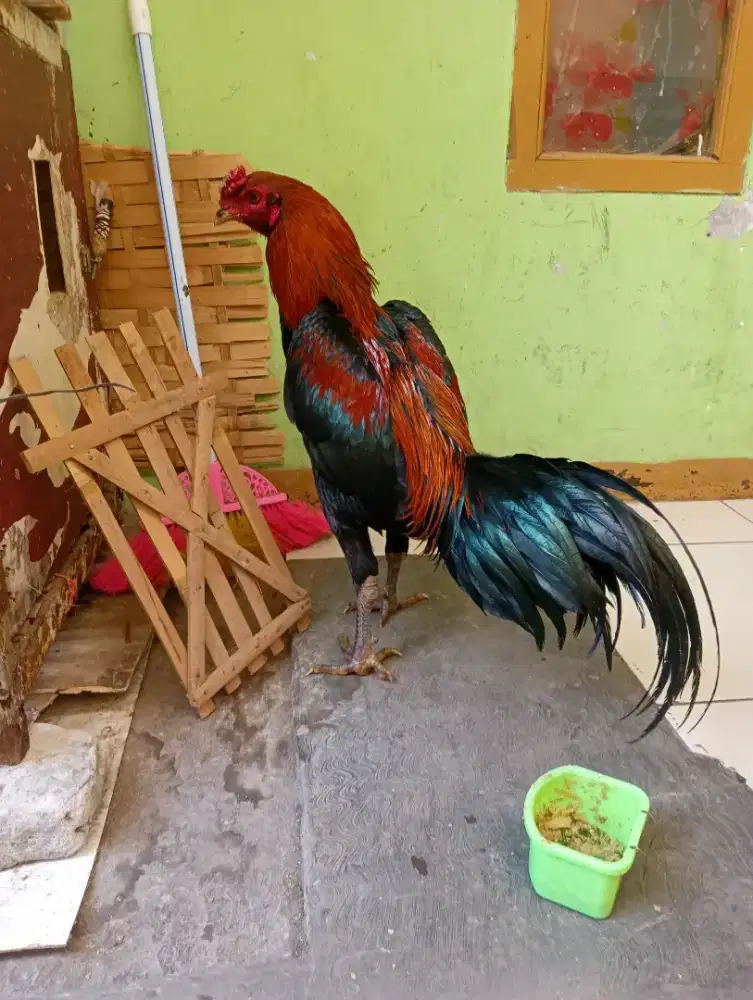 Jual ayam Bangkok / ayam jenis