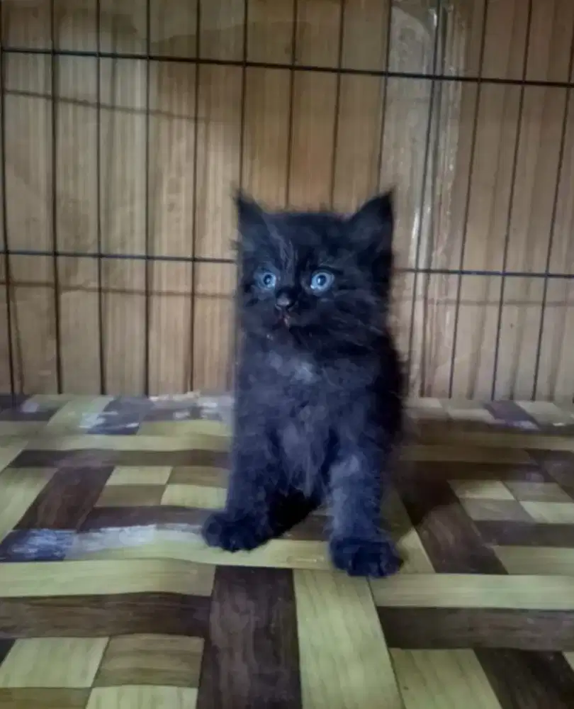 anak kucing imut