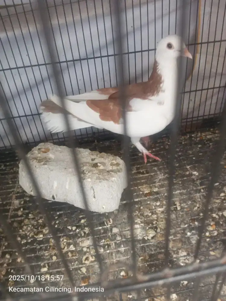 Burung merpati/dara