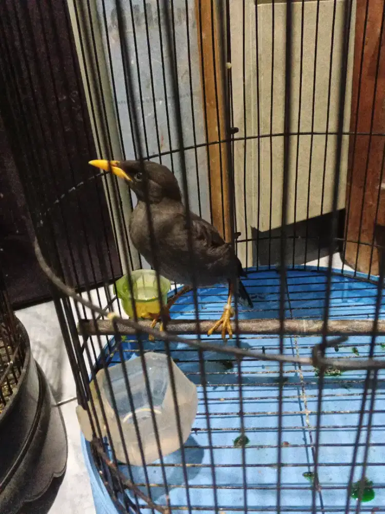 Jalak hitam mata putih lepas loloh sudah makan sendiri