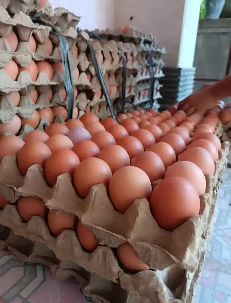 Telur ayam jumbo