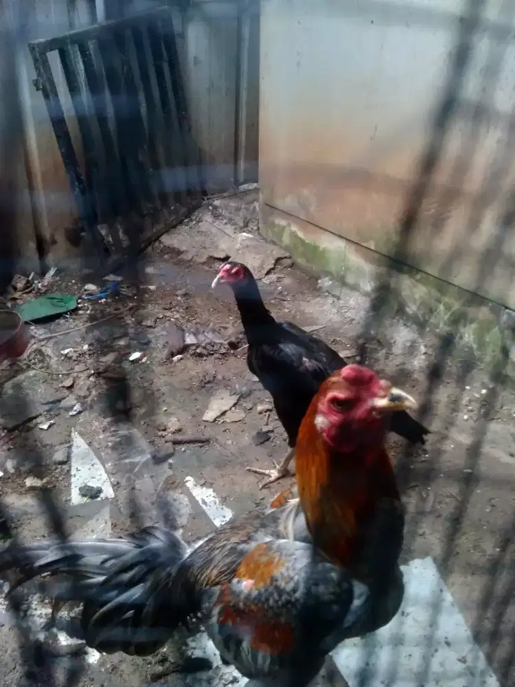 Ayam Bangkok sepasang