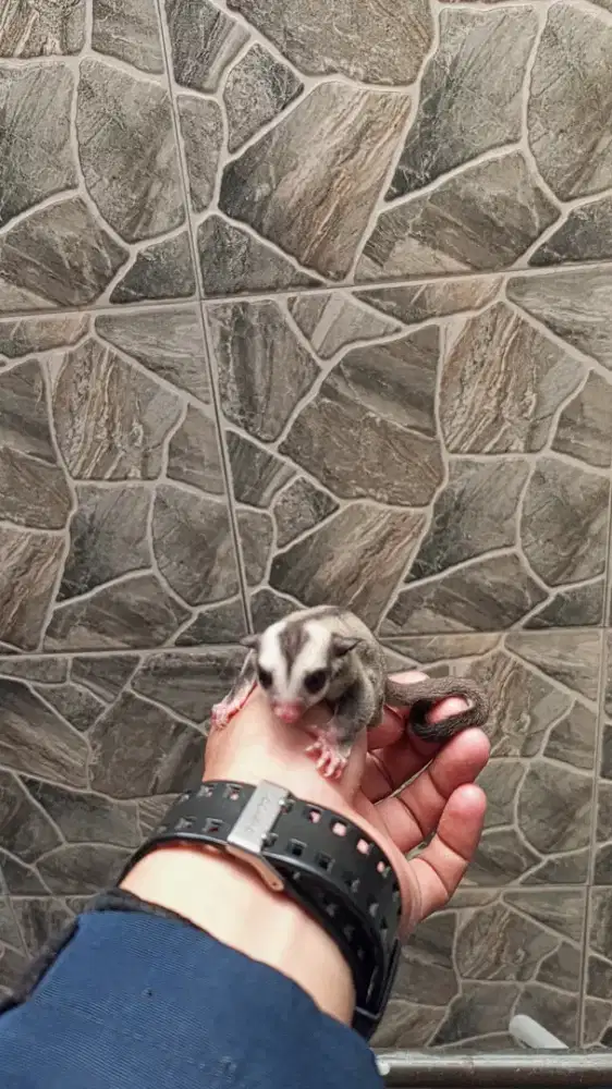 Sugar glider Classic Grey