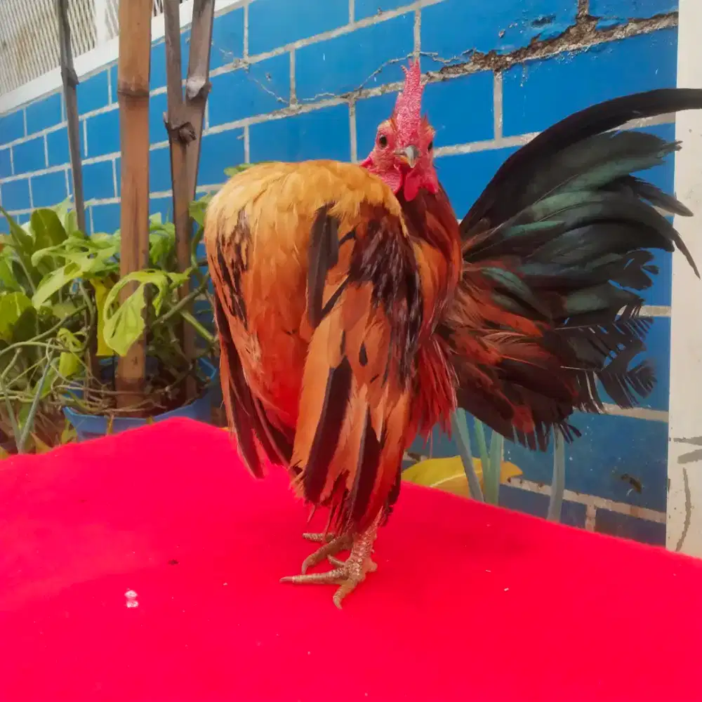 Ayam serama bandung