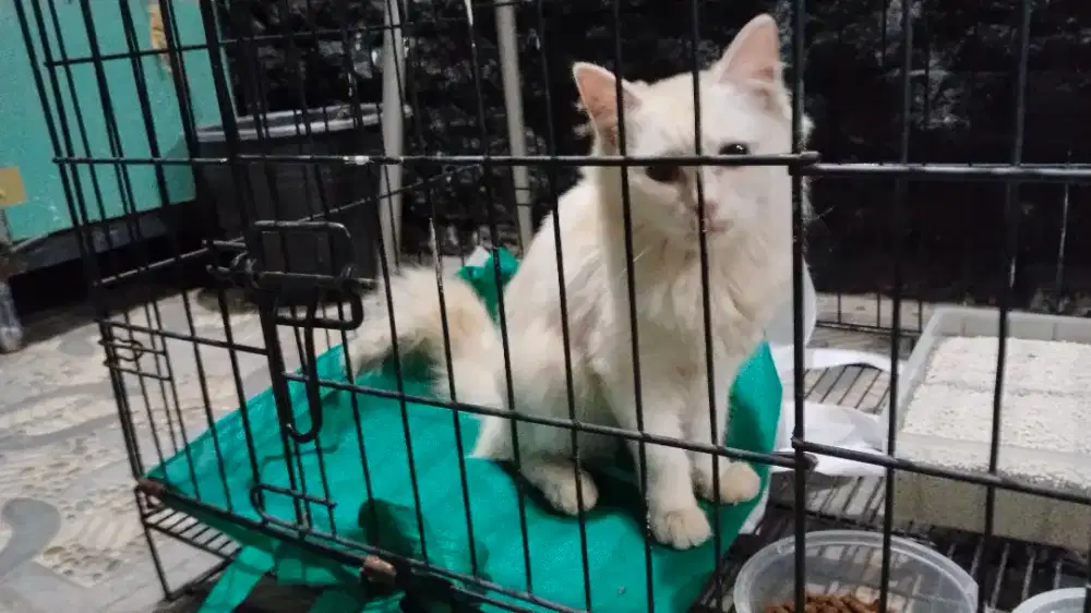 Kucing persia cantik