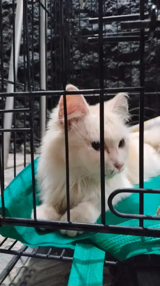 Kucing cantik ras