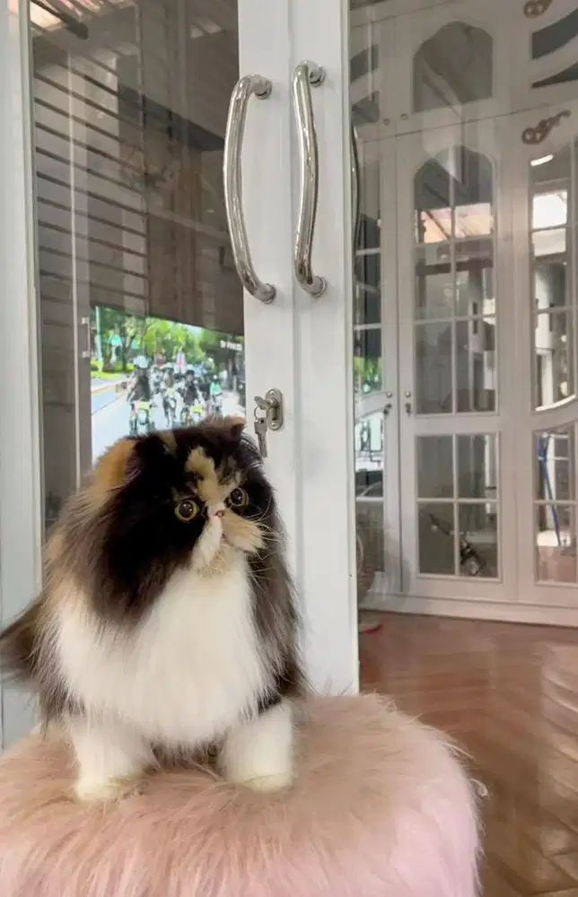 Persian Calico Female ( 1 Tahun ) PED