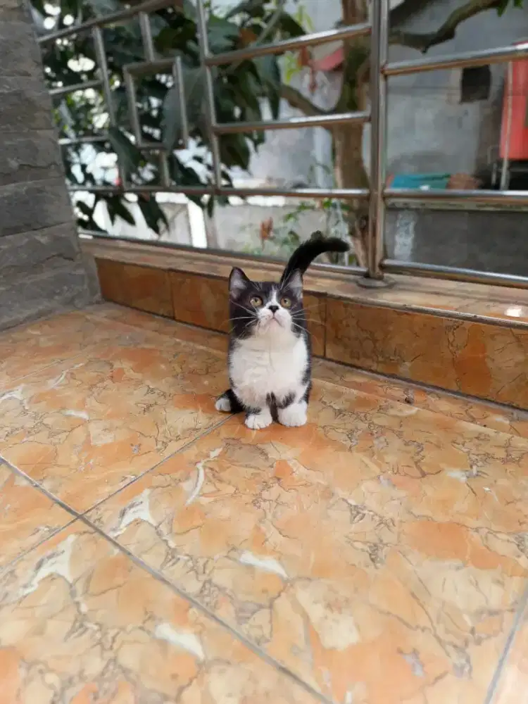 Muchkin bsh warna hitam putih