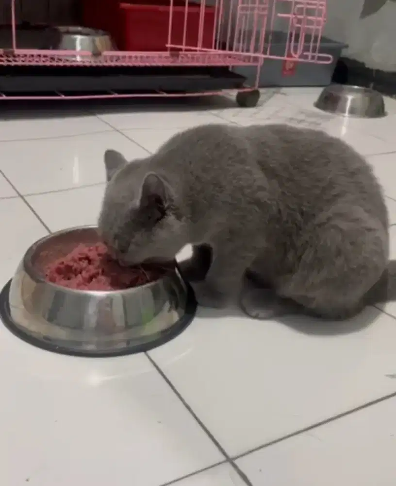 BSH Light Blue Female PED ICA