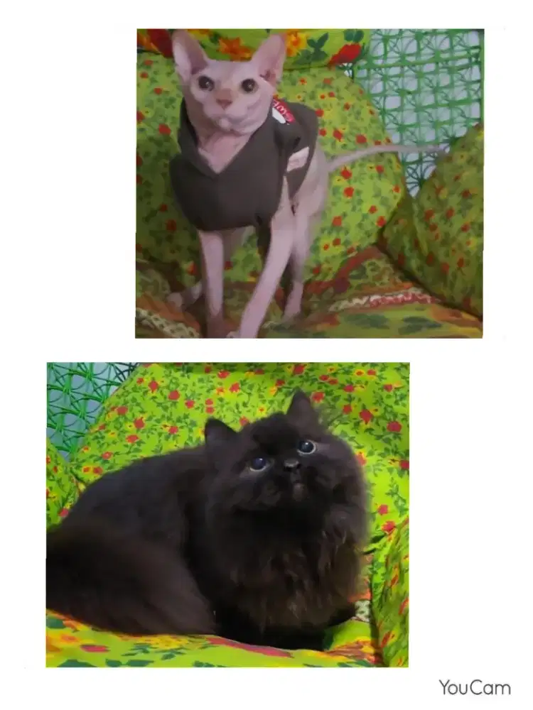 Borongan Sphynx dan Munchkin