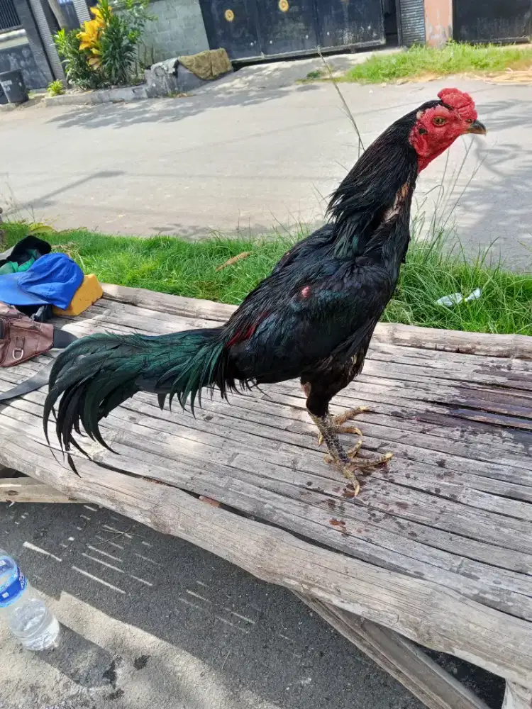 Ayam Bangkok 3D(pakhoy x blackrose x mangon)RJF