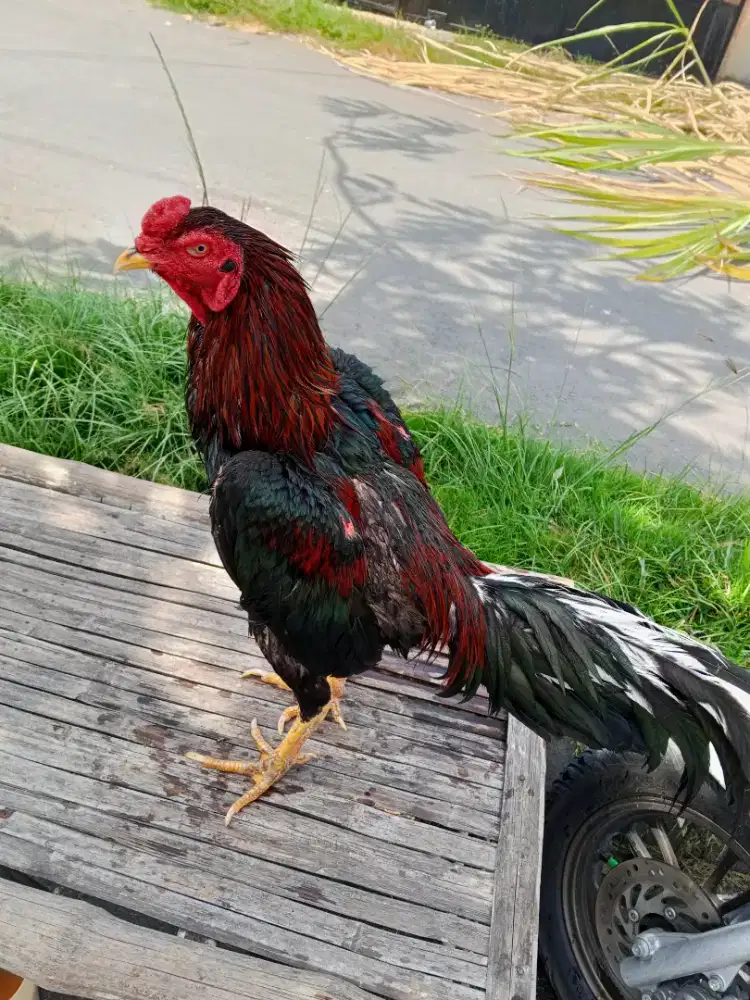 Ayam Bangkok 2D ( plucker USA x pakhoy)RJF