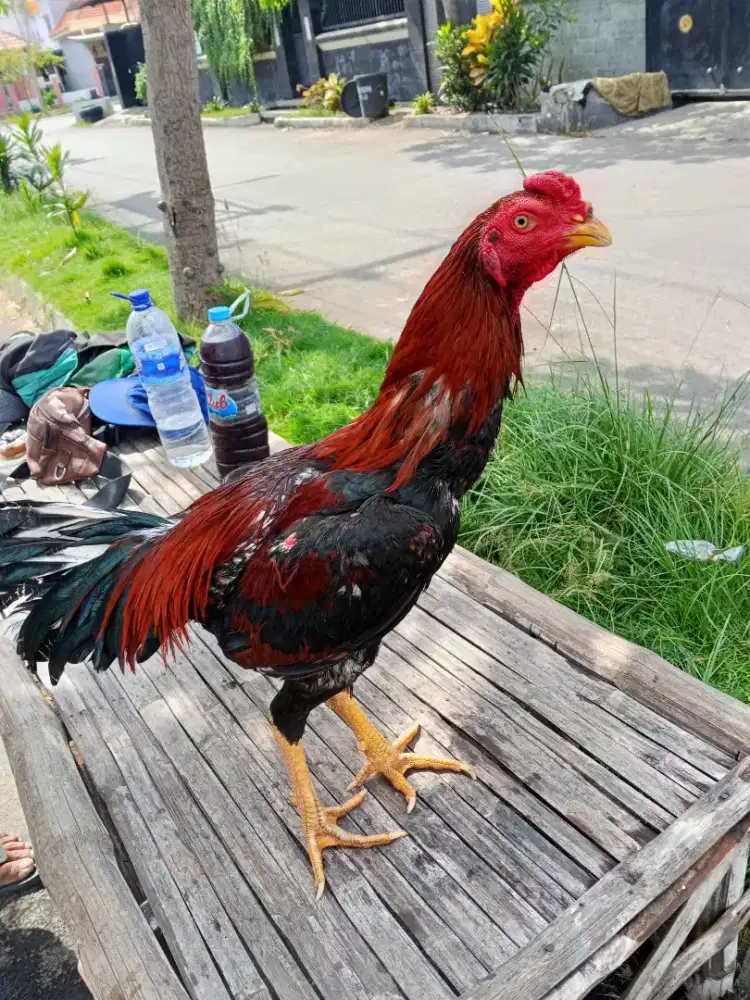 Ayam Bangkok 2D (Mangon x pakhoy)RJF