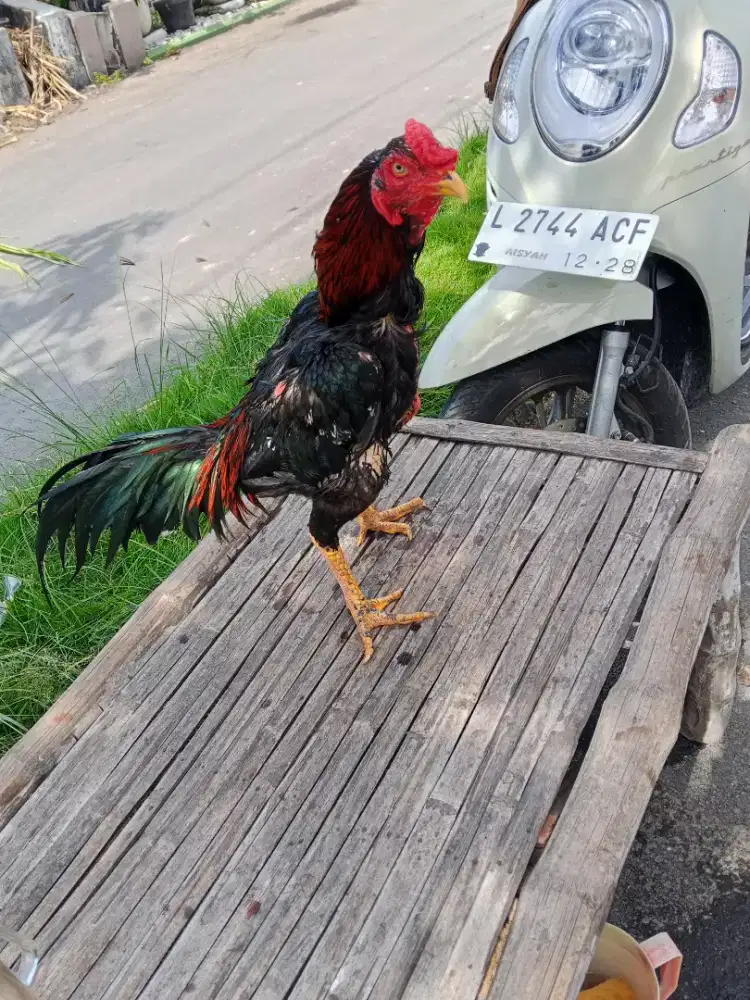 Ayam Bangkok 3D (khoytrad x pakhoy x plucker USA)RJF