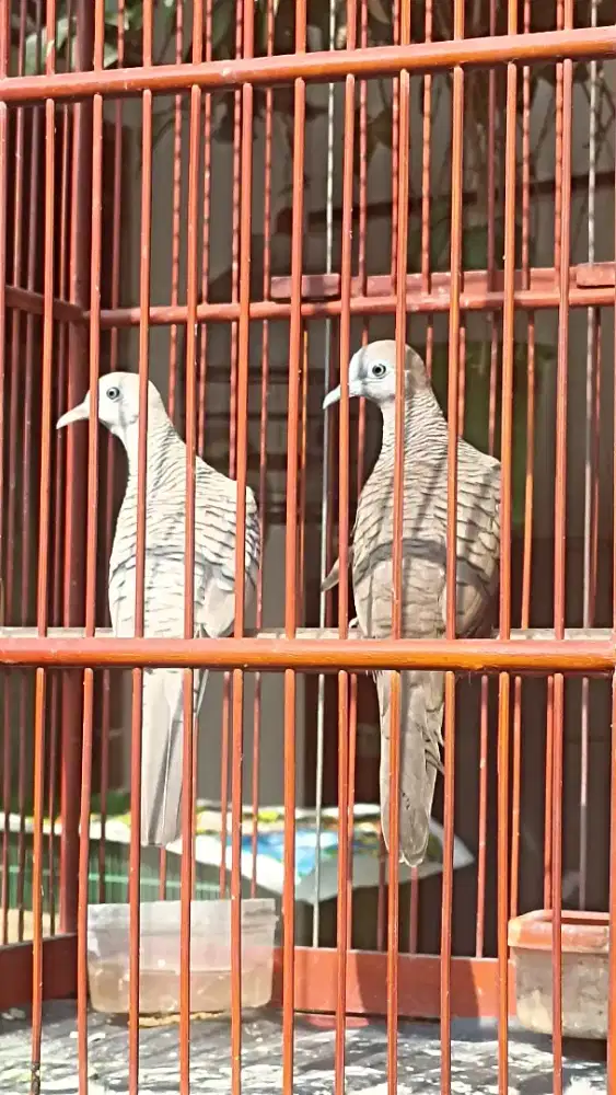 Jodohan baru silver x cemani Mojopahit