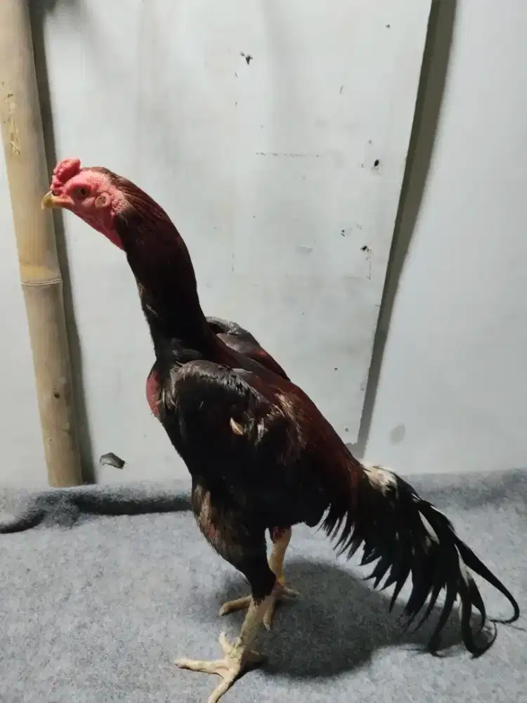 Ayam bangkok x pakhoy