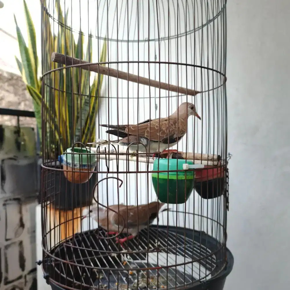 Tersedia bnyak burung cuhu perekor 150 dan brenggolo Jawa sepasang 150