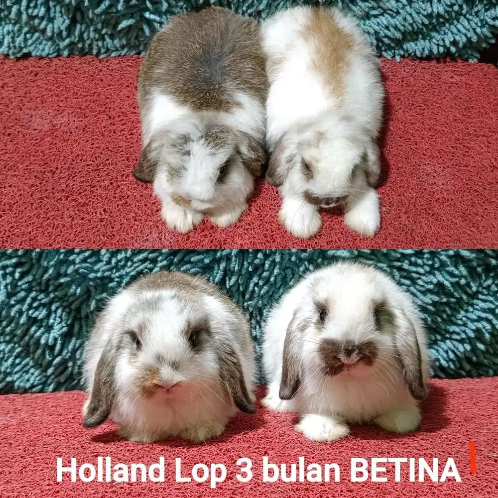 Anakan kelinci Holland Lop 3 bulan