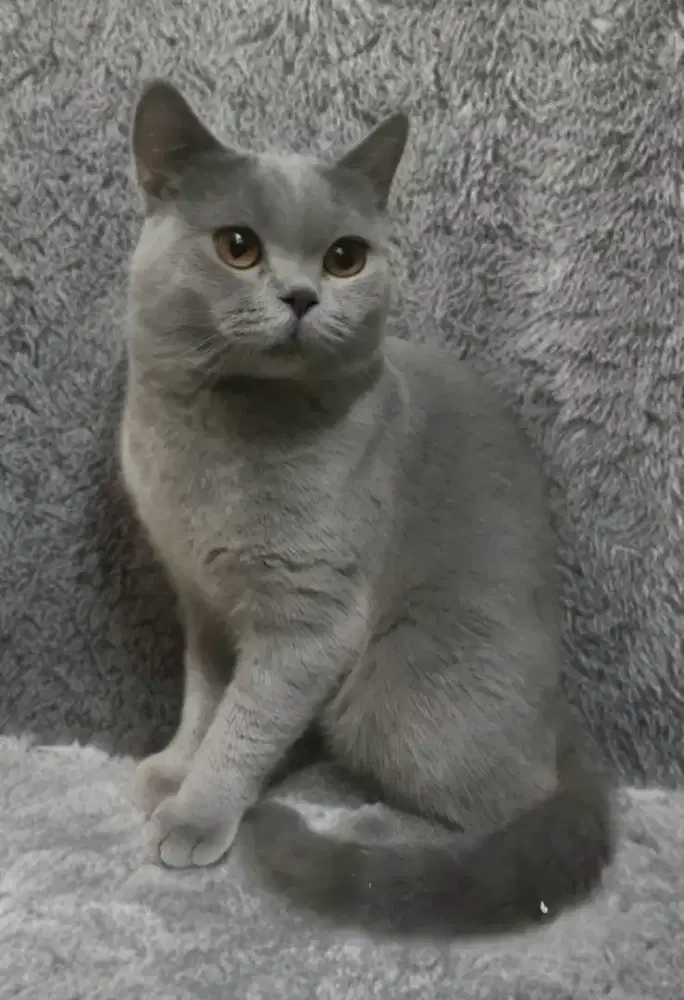 Kucing bsh jantan 11 bln