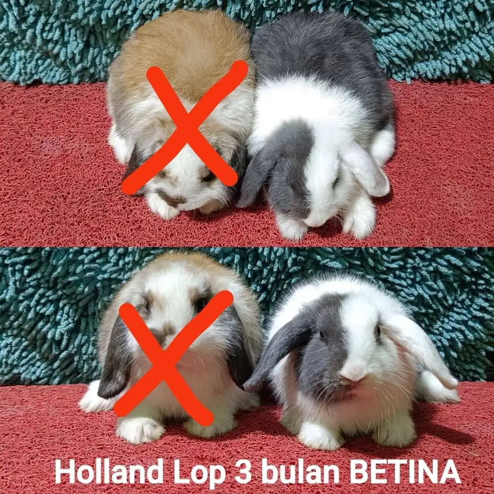 Anakan Kelinci Holland Lop Usia 3 bulan Murah