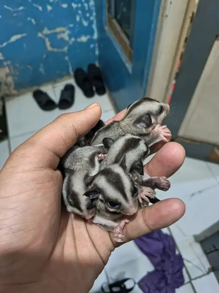 SUGAR GLIDER CLASSIC GRAY