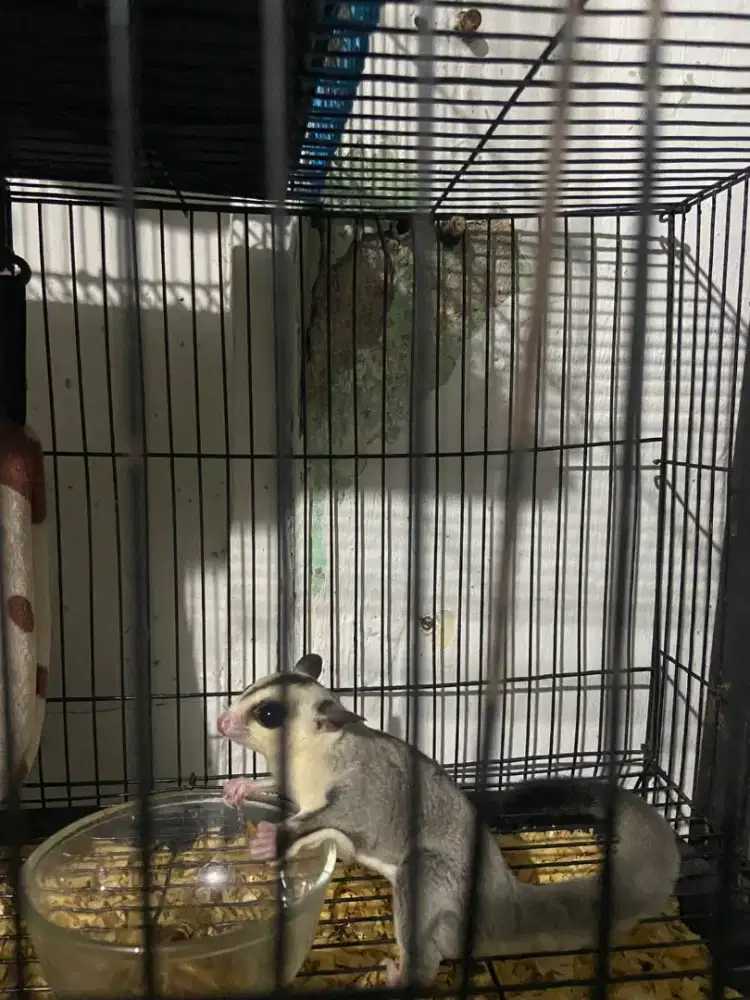 sugar glider whiteface wanita