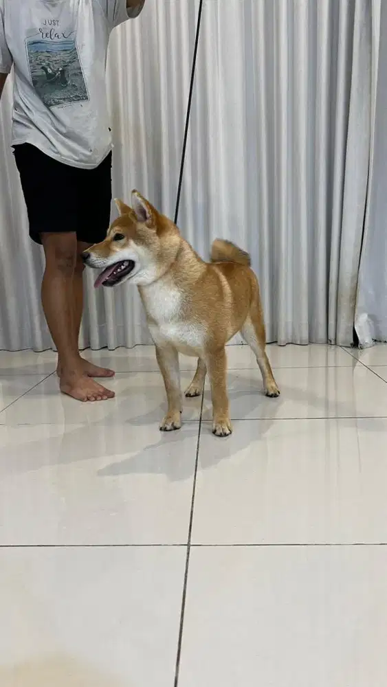 Dijual Anakan Anjing Shiba Inu Import & Champion Bloodline