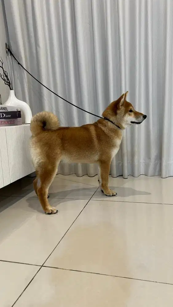 Dijual Anakan Anjing Shiba Inu Import & Champion Bloodline