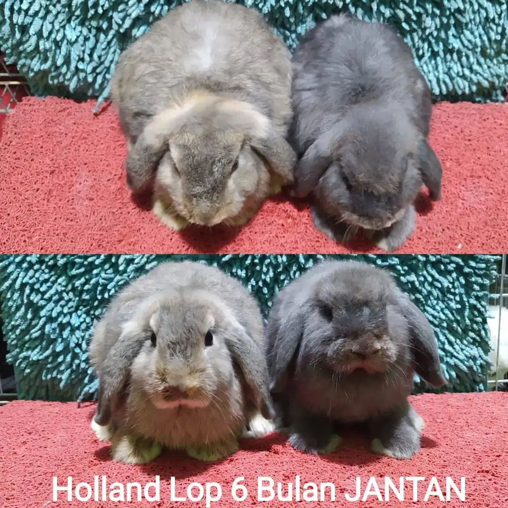 Anakan kelinci Holland Lop 6 Bulan Murah