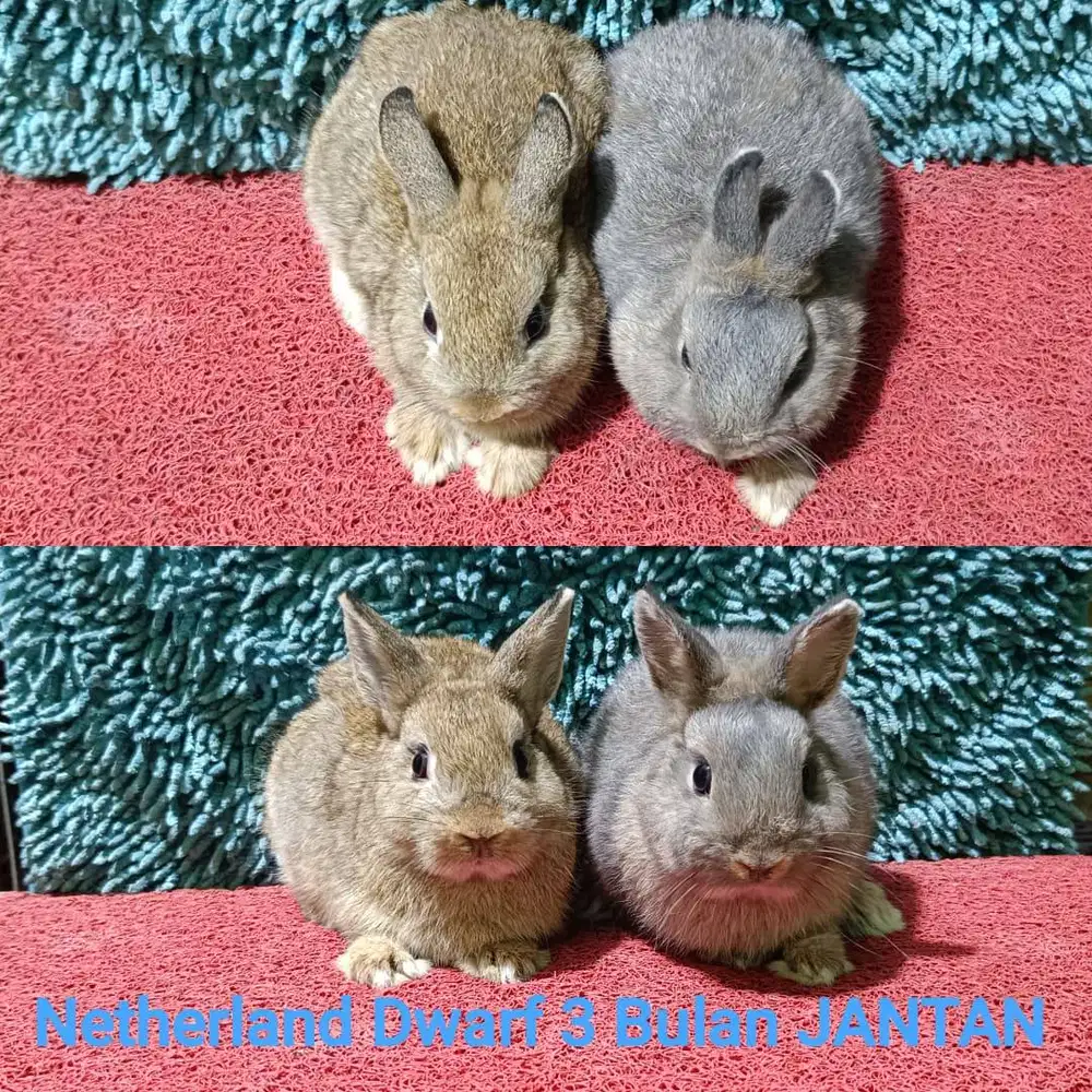 Anakan kelinci Netherland Dwarf/ND usia 3 bulan
