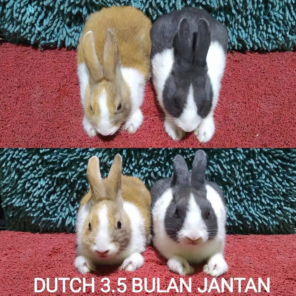 Anakan Kelinci DUTCH usia 3.5 Bulan Murah