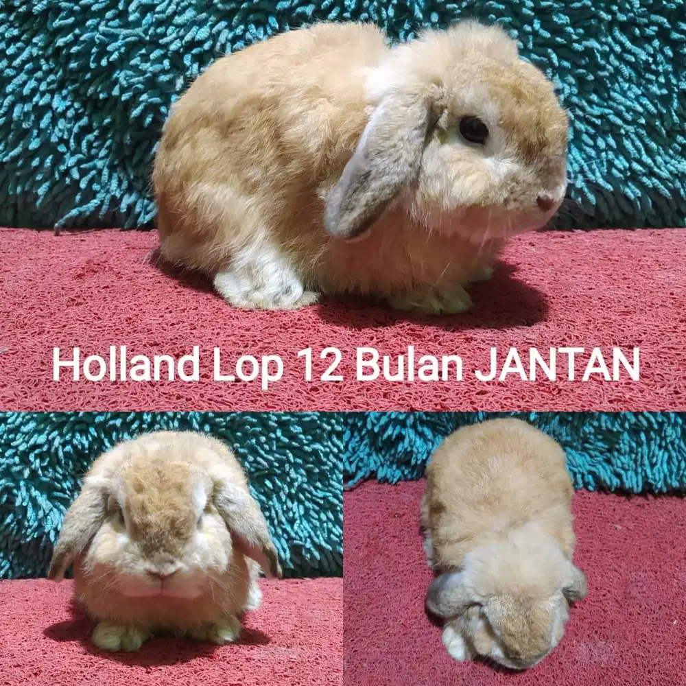 Indukan Holland Lop JANTAN siap Kawin