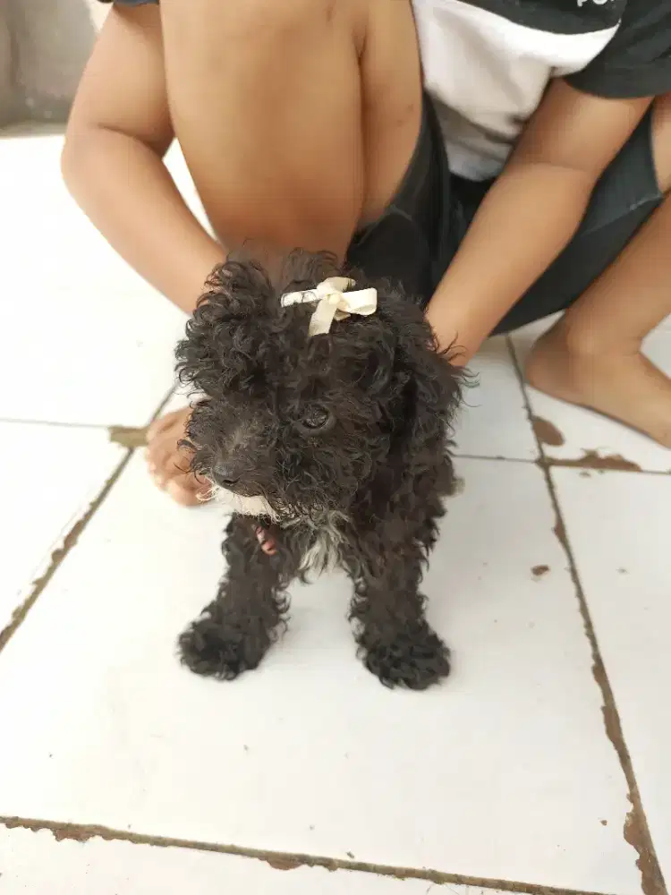 Anjing podle silver black