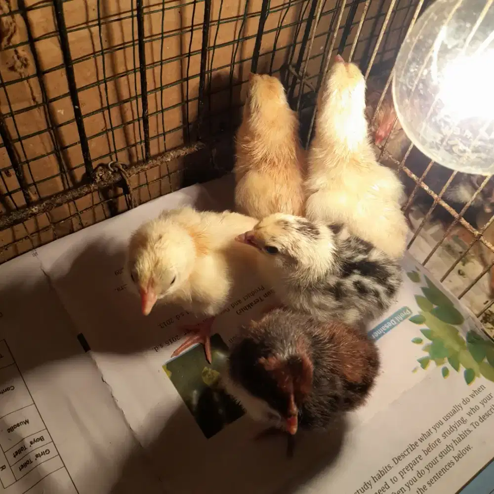 Doc/anak ayam kampung petelur elba.