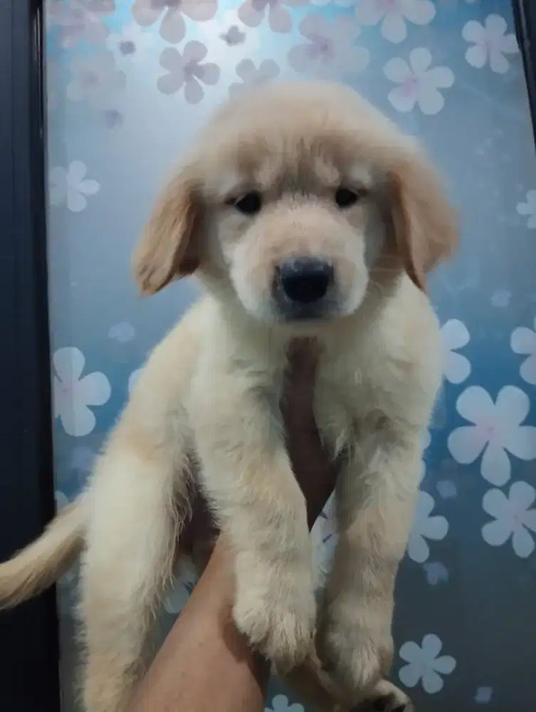 ANAK ANJING GOLDEN RETRIEVER BETINA SERTIFIKAT LENGKAP