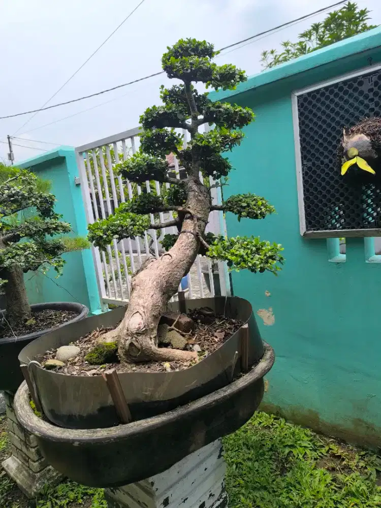 Bunga Bonsai Serut
