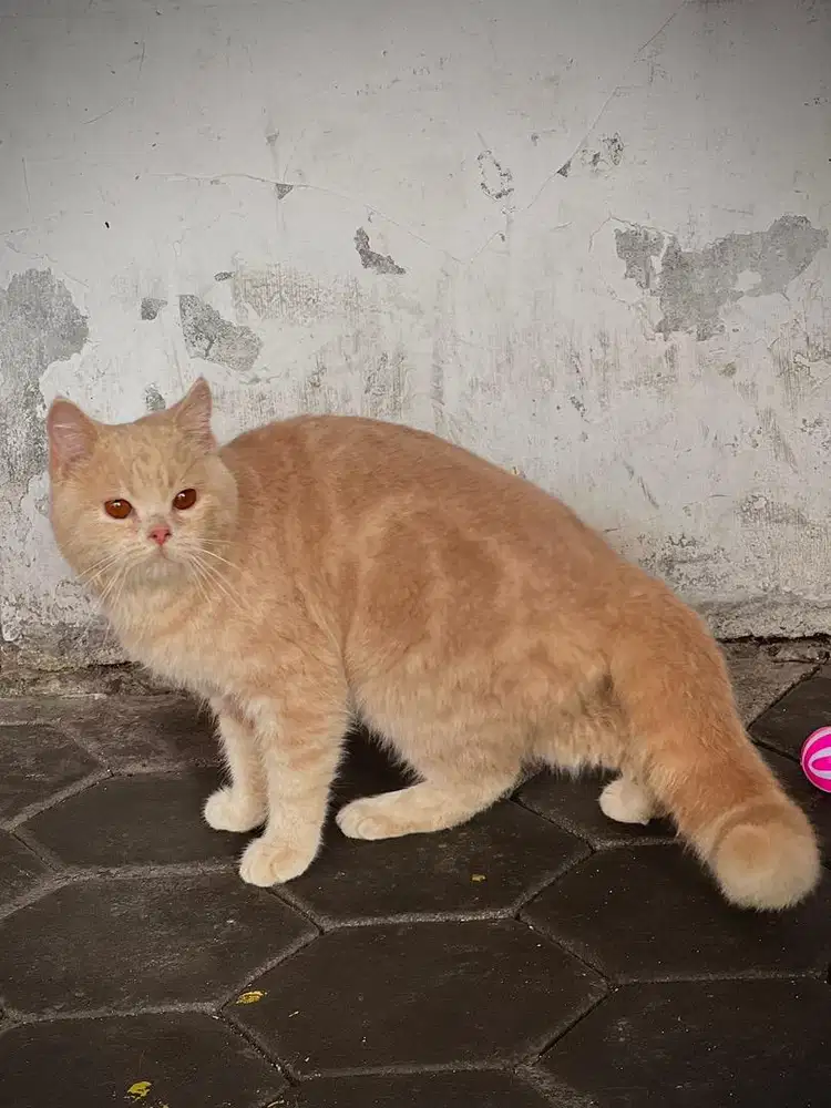BSH NP JANTAN 8,5 BULAN 2 EKOR