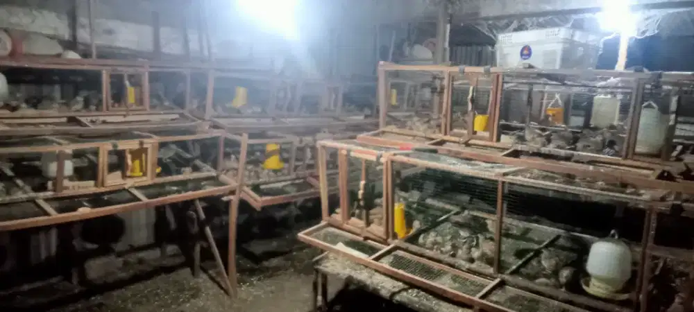 Burung Puyu Siap bertelur