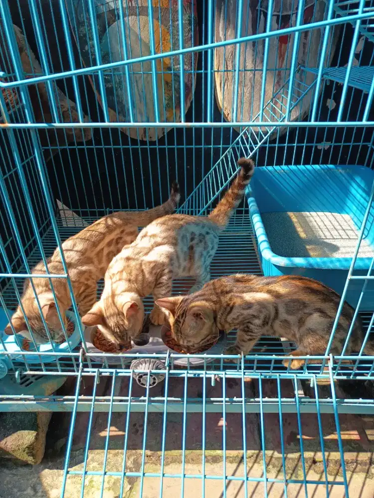 Kucing/Kucing Ras/Kitten