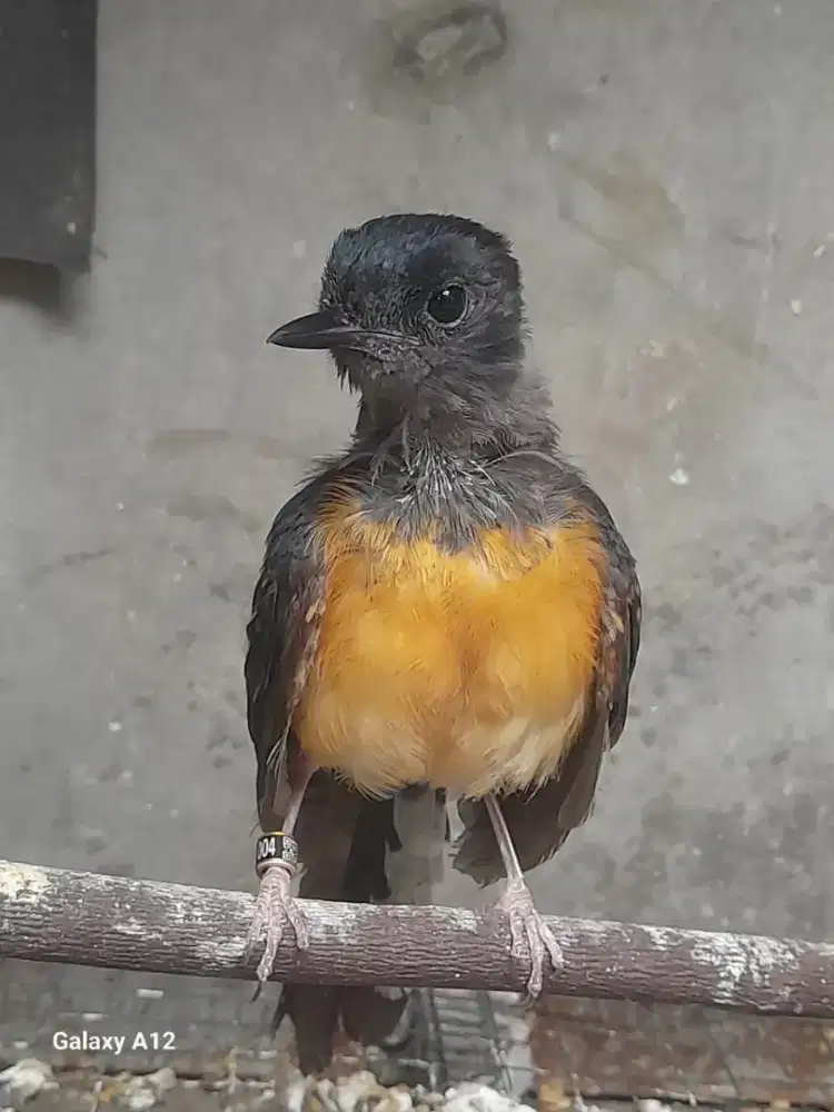 Jual cepet muray betina di pamulang
