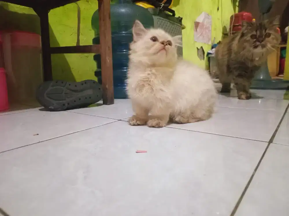 Kitten Munchkin cebol kaki pendek