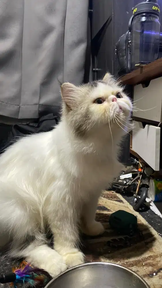 Jasa pacak kucing persia peaknose