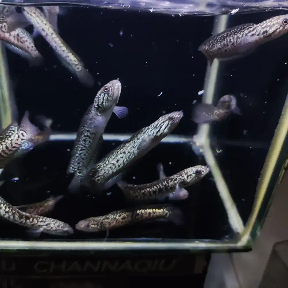 Channa asiatica rsp fullspot