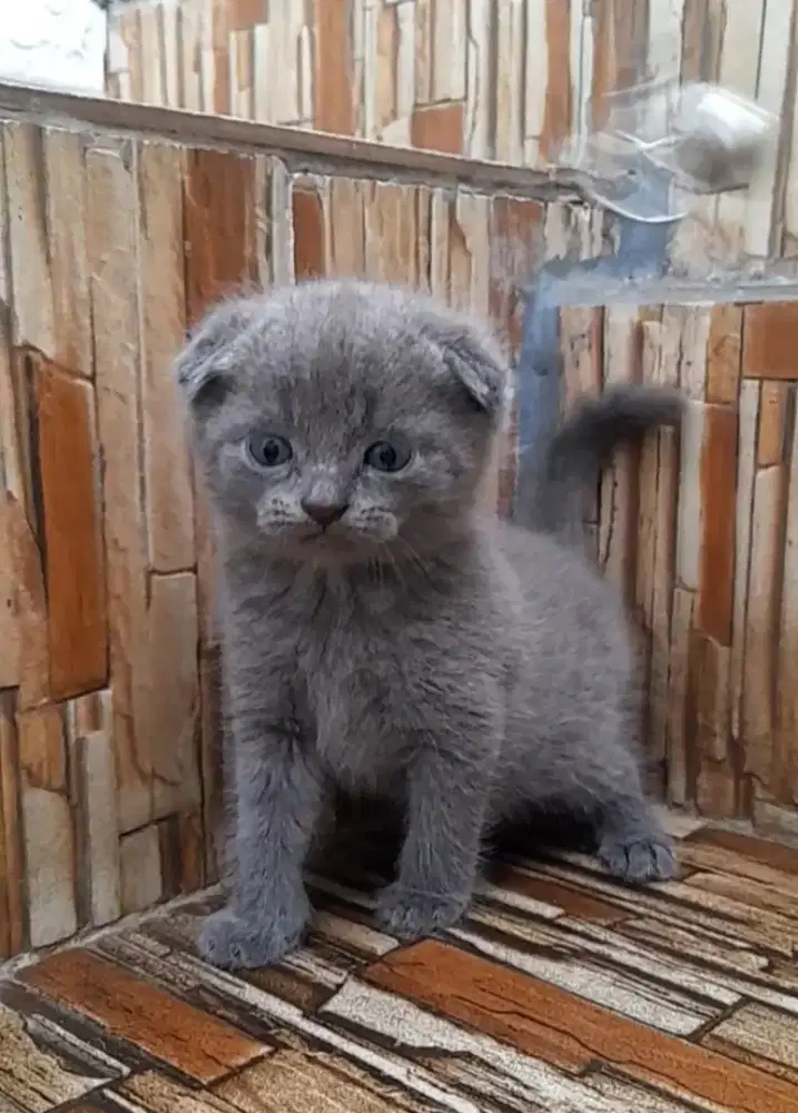 kitten scottish fold jantan