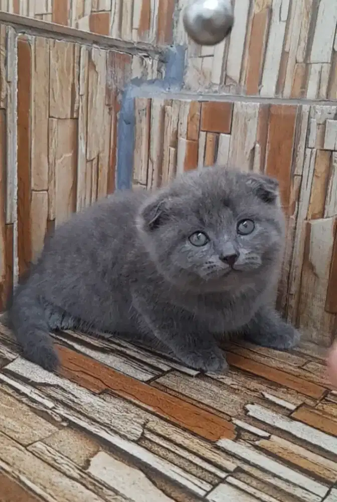 kitten scottish fold betina
