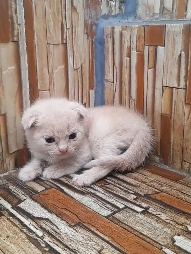 kitten scottish fold