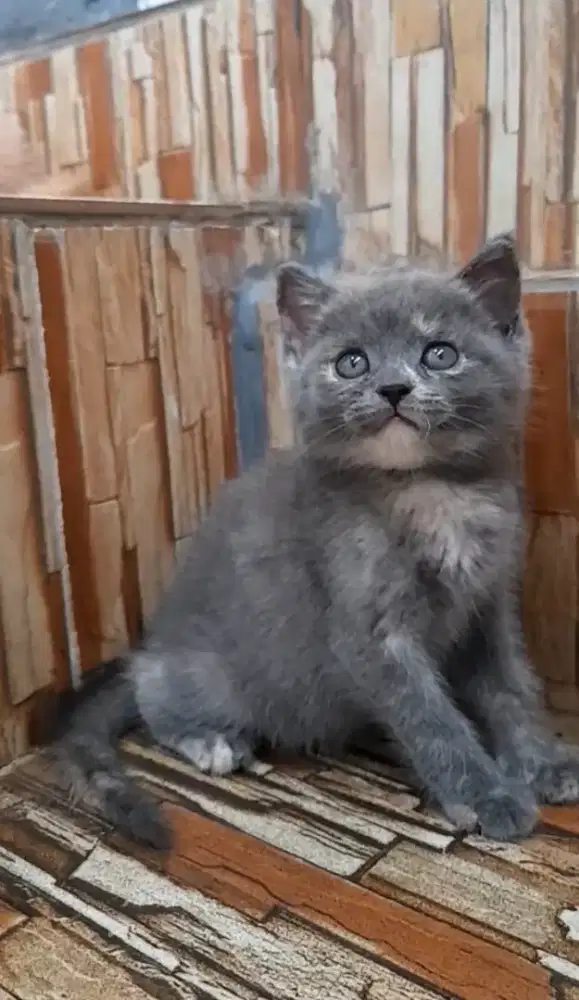 kitten british shorthair betina