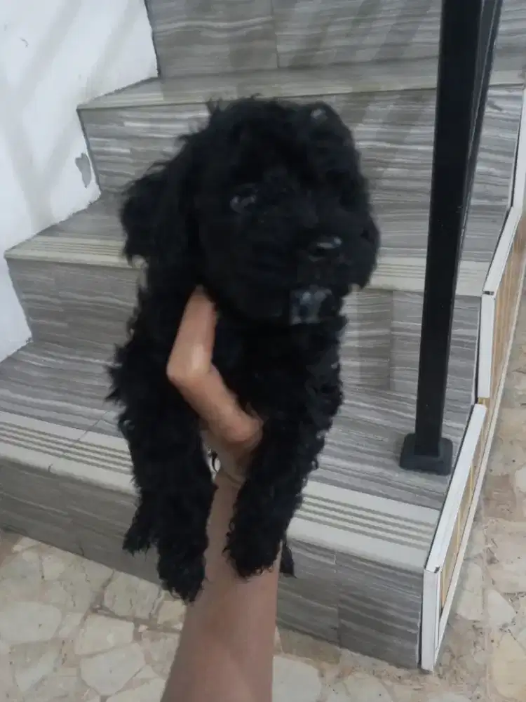 Anjing poodle hitam tea cup