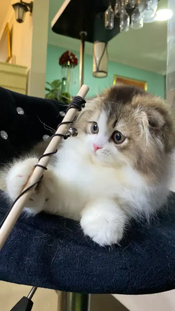 Scottish fold (triple) Longhair